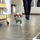 수메디컬 | 24시지구촌동물메디컬센터 ㅣ 강아지건강검진후기 비용 주차 위치