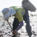 갯벌낙지 이미지