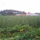 부곡농장2 이미지