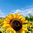 함안경찰서 | 함안 해바라기축제 완벽 가이드｜입장료, 촬영 포인트, 드론 제한 정보 (실시간 후기 25.6.29)