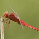 고추잠자리 이미지