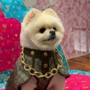 puppy lounge 티스토리