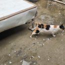 신진도민박 이미지