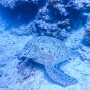 보라카이 가이드맨 | 필리핀 보라카이 자유여행 준비 여행코스 일정 경비 기념품