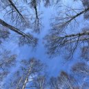 자작나무 스테이 이미지