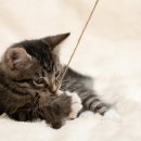 나리울 동물병원 이미지