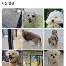햇님미용실 - 금정구 금강로 352-1 | 신곡동 애견미용 비숑 햇님이 하이바컷 귀여운 후기
