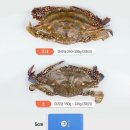 봉선장 이미지
