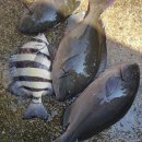 추자대물민박 이미지