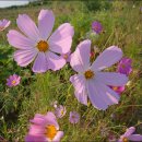 청미르마을 이미지