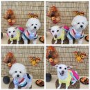 바른댕댕 애견유치원 이미지