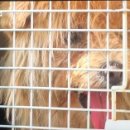 백호켄넬 이미지