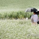 팝콘같은 메밀꽃, 울긋불긋 백일홍…전국 가을꽃밭마다 북적 이미지