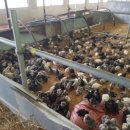 쟁골농장 이미지