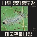 비티팜 | 미국흰불나방 유충 피해, 소중한 나무를 갉아먹는 넌 누구냐?