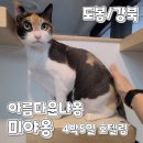 미야옹 | [강북/도봉/고양이호텔링] 아름다운야옹 미야옹 고양이 호텔링 4박5일 후기! (까미의 첫 외박)