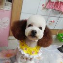 애견미용실 이미지