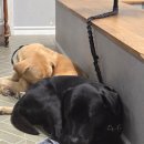 더로그제주 | [제주 카페] 더로그, 수제 바닐라빈 라떼 샌드위치 솔직 후기