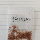 글로브길리아 이미지
