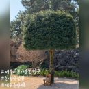 더 테쉬폰 | [제주] 제주서쪽가볼만한곳 한형수정원 테쉬폰 카페