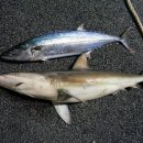 상어피시방 이미지