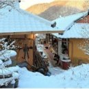 고목나무 이미지