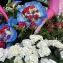 백화점 꽃 축제 이미지