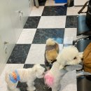 영천애견미용 이미지