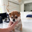 퍼피라이프 이미지