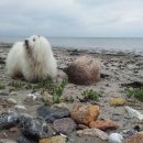 THE COTON 이미지