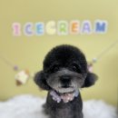 해피 테디 펫 살롱 | 인천 남동구 애견미용 푸들 미용 테디컷 잘하는곳 몽셀펫살롱