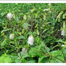 초롱꽃공원 이미지