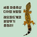 디어렙세종보람 | (세종) 아이가 좋아해서 데려왔어요｜세종 파충류샵 디어렙 레어파드게코 분양기