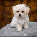 24시 나음동물 의료센터 이미지