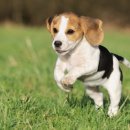 스카이동물병원 이미지