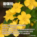 계룡산갑사황금산장 | [2026 공주] 노란 꽃물결 '갑사 황매화 축제' 연년생 남매와 주말 나들이 (주차/코스/카페 꿀팁)