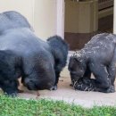 팰리스짐 이미지