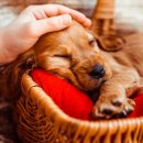 라이펙스 이미지