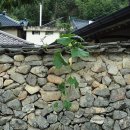 유림-1034 이미지