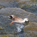 호랑이 유도관 이미지