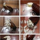 바퀴벌레