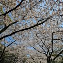 한라수목원 | [제주시 벚꽃 명소] 만개한 "한라수목원" 벚꽃 힐링 산책 후기 🌸