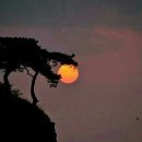 소나무가 있는 풍경 이미지