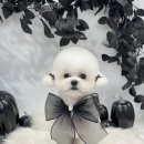 하떼하떼 이미지