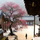 반곡목장 | 구례 순천 광양 하동 봄 여행지 (수선화 매화 벚꽃) 6곳