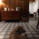 시레나커피 이미지