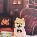 구미산동 애견미용 눈부시개 이미지