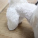 펫존&견생컷 이미지