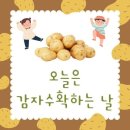 정관상곡경로당 | [삶은감자요리] 아이랑 감자그라탕과 감자리조또 만들기