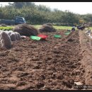 (11월 1일) 수확이 진행중인 아피오스 연구소 풍경 이미지